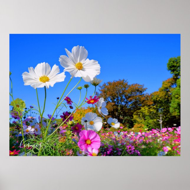 Kosmos [Poster] Poster (Framsidan)