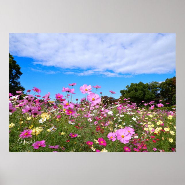 Kosmos [Poster] Poster (Framsidan)