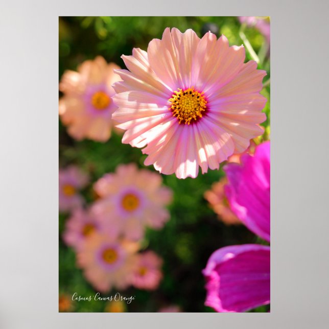 Kosmos [Poster] Poster (Framsidan)