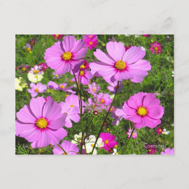 Kosmos [vykort] vykort (Framsida)