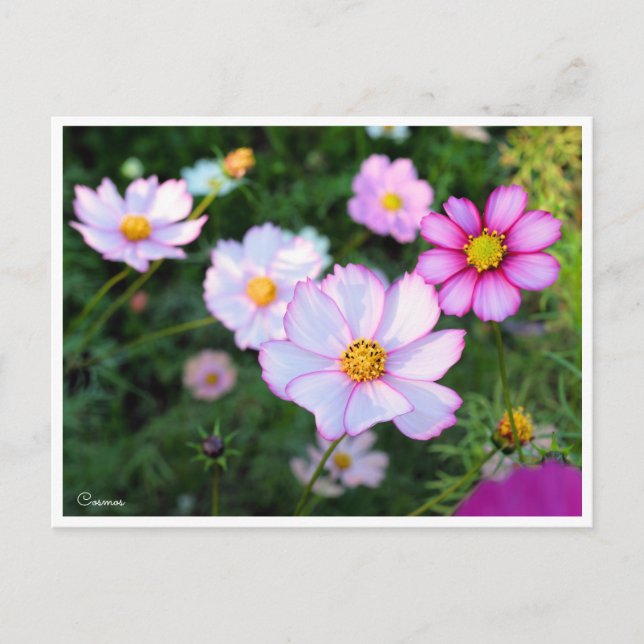 Kosmos [vykort] vykort (Framsida)