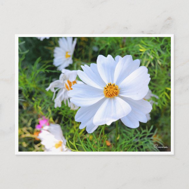 Kosmos [vykort] vykort (Framsida)