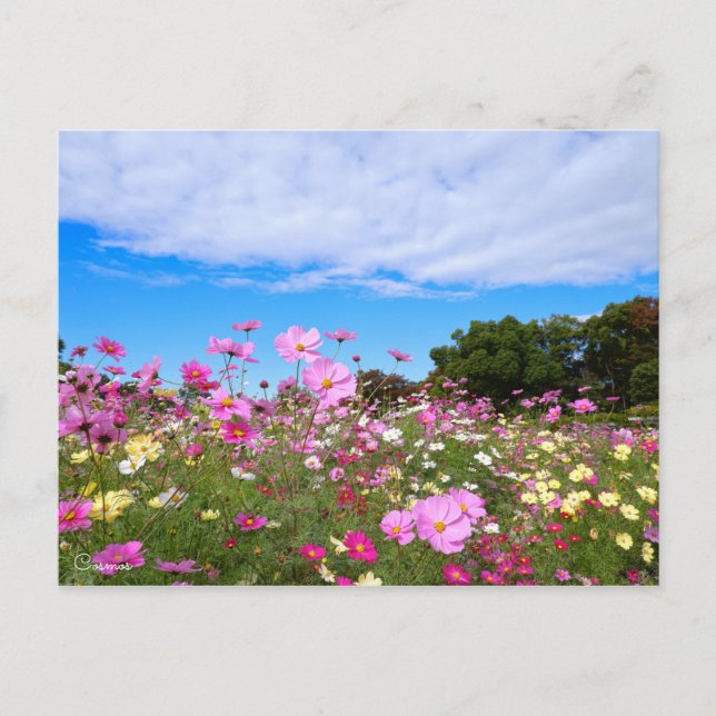 Kosmos [vykort] vykort (Framsida)