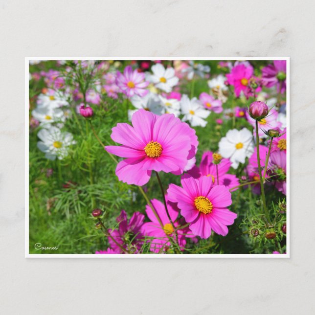 Kosmos [vykort] vykort (Framsida)