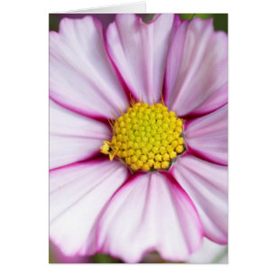 Kosmosblomma (bidens formosa) hälsningskort