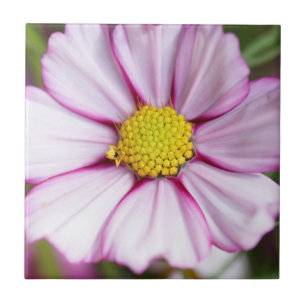 Kosmosblomma (bidens formosa) kakelplatta