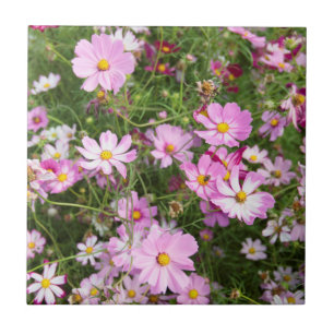 Kosmosblomma (Bidens Formosa). Kirkwood Kakelplatta