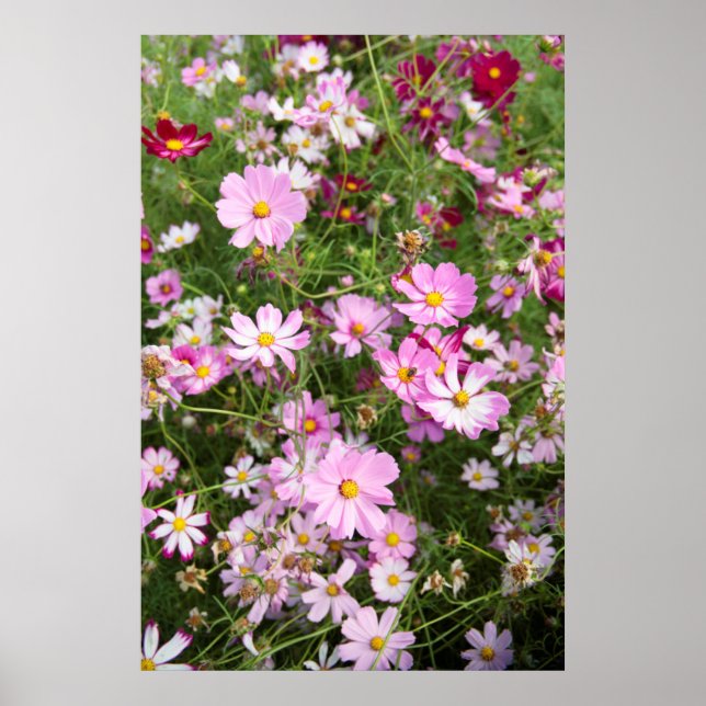 Kosmosblomma (Bidens Formosa). Kirkwood Poster (Framsidan)