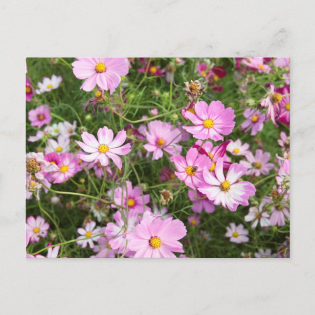 Kosmosblomma (Bidens Formosa). Kirkwood Vykort (Framsida)