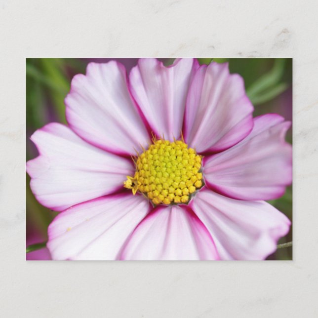 Kosmosblomma (bidens formosa) vykort (Framsida)