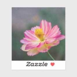 Kosmosblomma Klistermärken