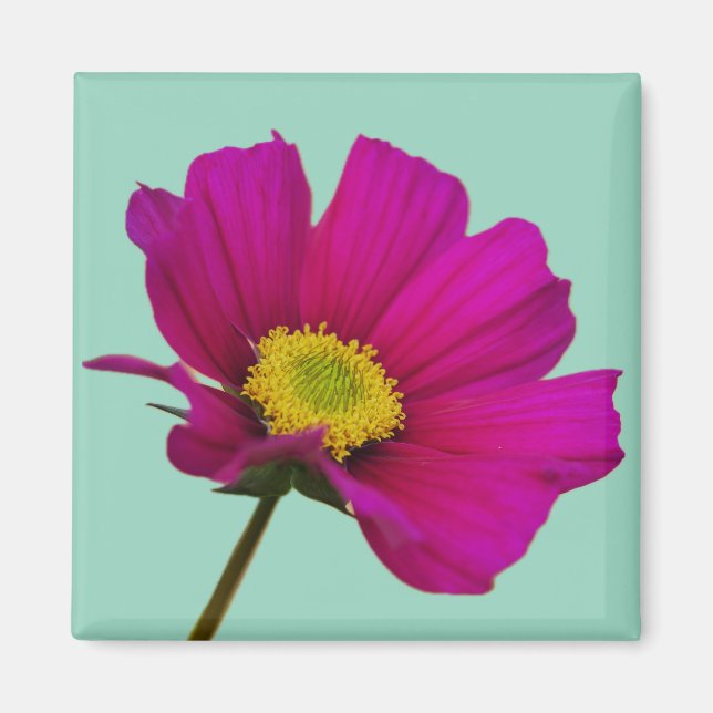 Kosmosblomma Magnet (Framsidan)
