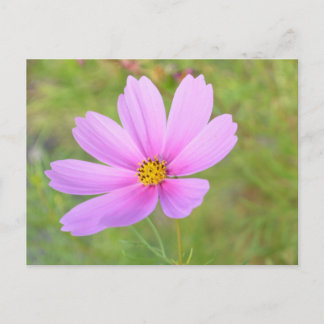 Kosmosblomma Vykort