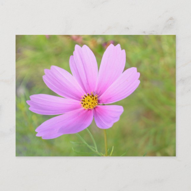 Kosmosblomma Vykort (Framsida)