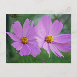 Kosmosblomma Vykort