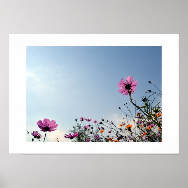 Kosmosblommor i Japan Poster (Framsidan)