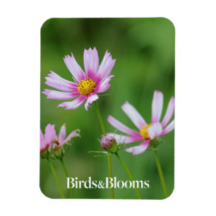 Kosmosblommor Magnet