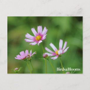 Kosmosblommor Vykort