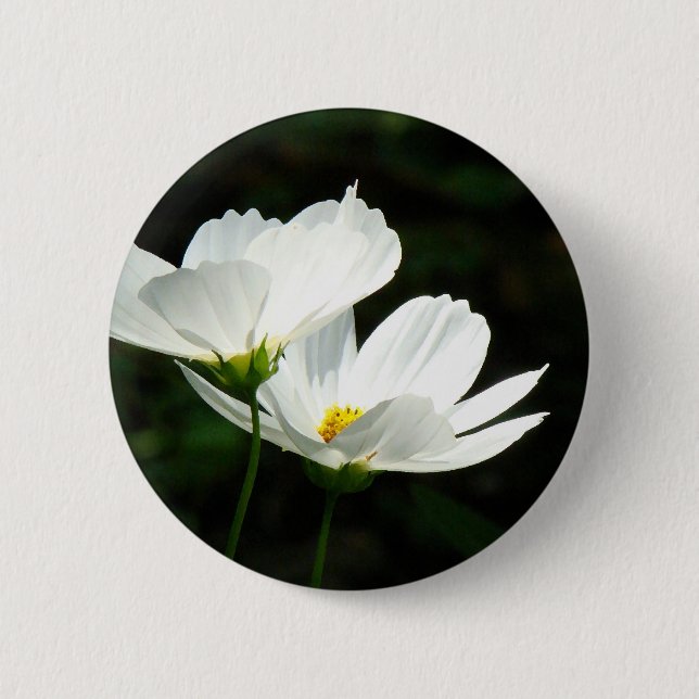 Kosmosdaisyblommor Knapp (Framsida)