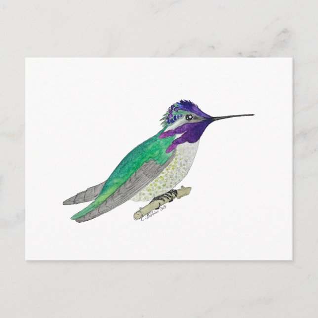 Kostaskolibri Vykort (Framsida)