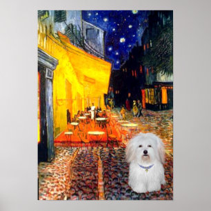 Koton de Tulear 4b - Kafé Poster