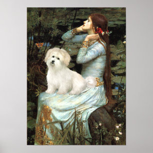 Koton de Tulear 7 - sittande Ophelia Poster
