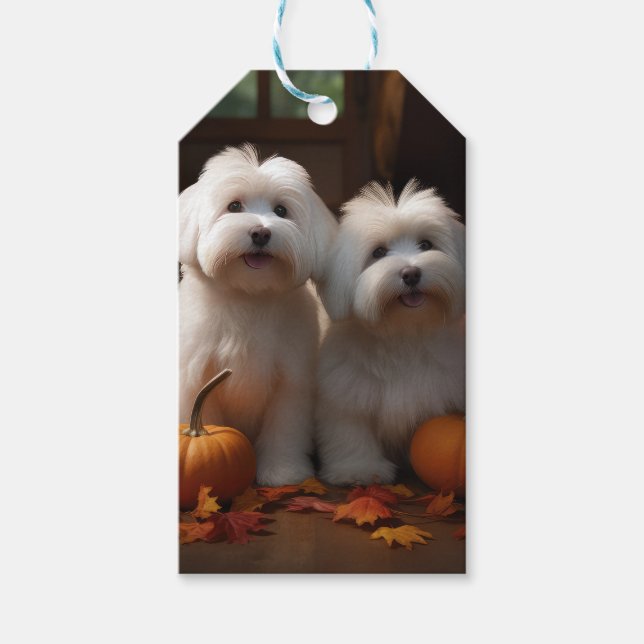 Koton De Tulear Puppy Autumn Delight Pumpkin Presentetikett (Framsidan)