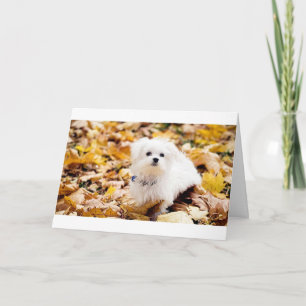 Koton de Tulear SAYS LYCKLIG 60:e BIRTHDAY Kort