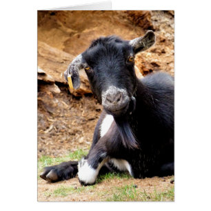 KÖTT GOAT-kort Hälsningskort