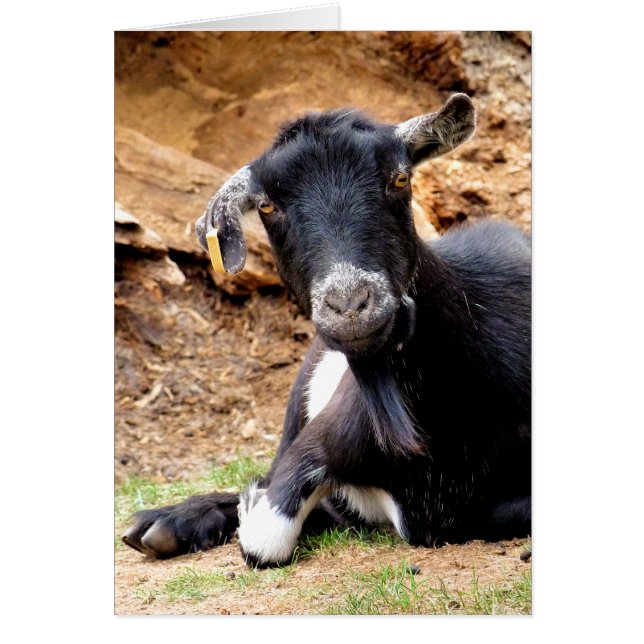 KÖTT GOAT-kort Hälsningskort (Framsidan)