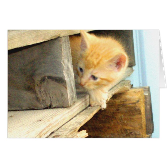 Kött, katt 1 OBS kort (Framsidan Horizontal)