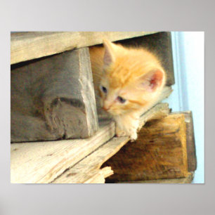 Kött, katt 1 poster