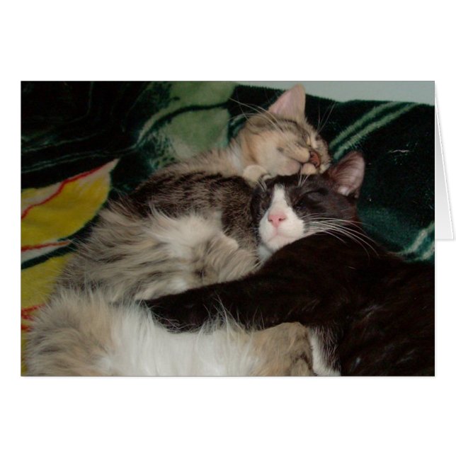 Kött, katt 3 OBS kort (Framsidan Horizontal)