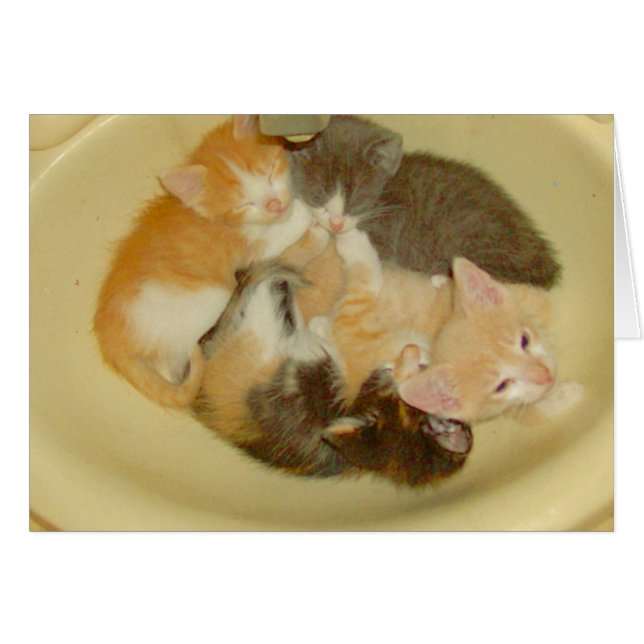 Kött katt 4 OBS kort (Framsidan Horizontal)