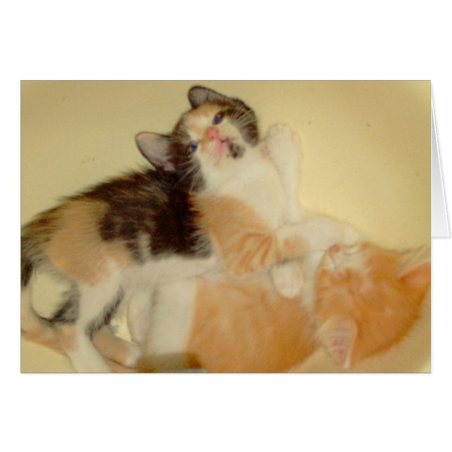 Kött, katt 5 OBS kort (Framsidan Horizontal)