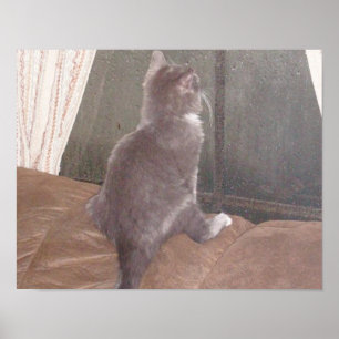 Kött - Katter 11 Poster
