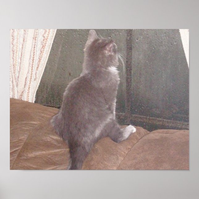 Kött - Katter 11 Poster (Framsidan)