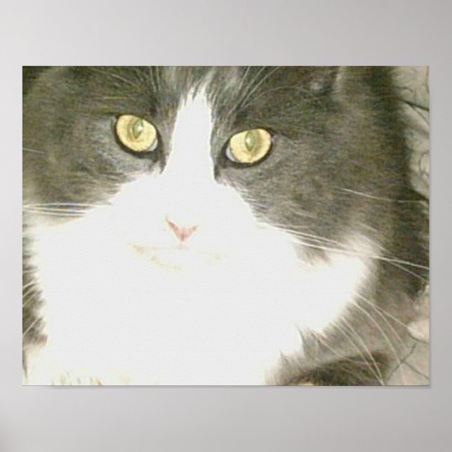 Kött - Katter 18 Poster (Framsidan)