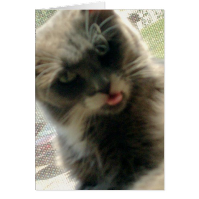 Kött - katter 2 OBS kort (Framsidan)