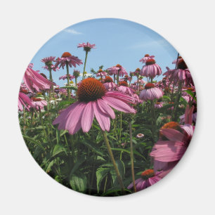 Kotten blommar magneten magnet