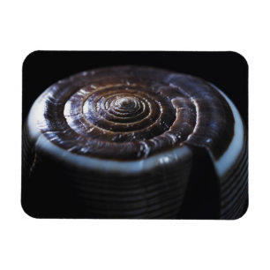Kottesnäcka Magnet