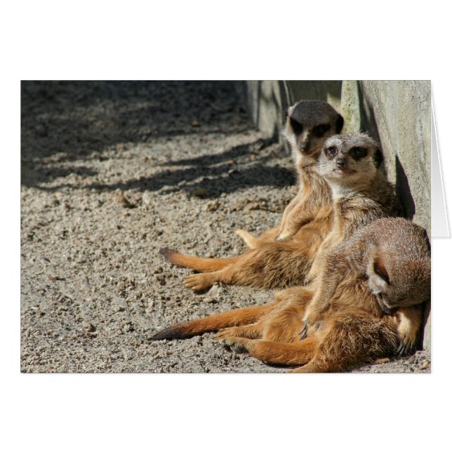 Kötthakar ut hälsningskort (Framsidan Horizontal)