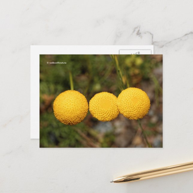 Kotula Tiffindell Guld Flowe, Creeping Guld Vykort (Fram/Back In Situ)