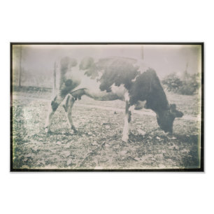 Kow Antique Cattle Farm Animal Grazing Gring Gring Fototryck