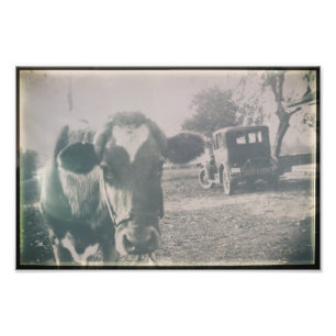 Kow Black & White Antique Cattle Farm Animal Fototryck