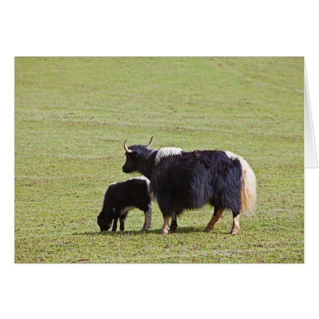Kow & Calf Yak | Lijiang Hälsningskort (Framsidan Horizontal)