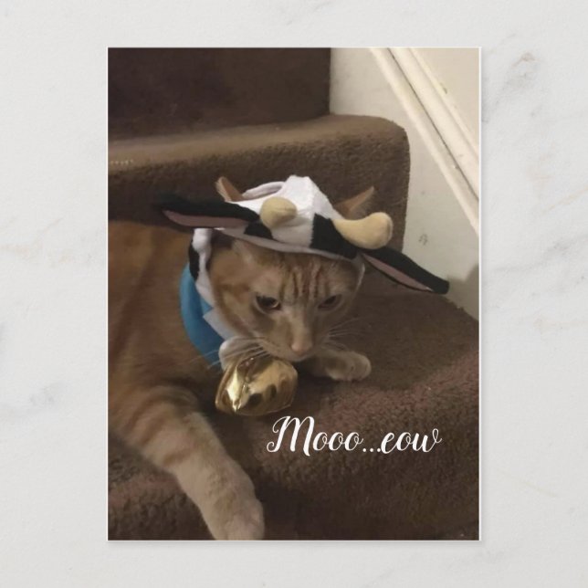 Kow Lancelot Vykort (Framsida)