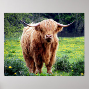Kow med stora horn, vacker naturmiljö poster