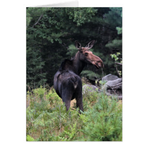 Kow Moose Hälsningskort