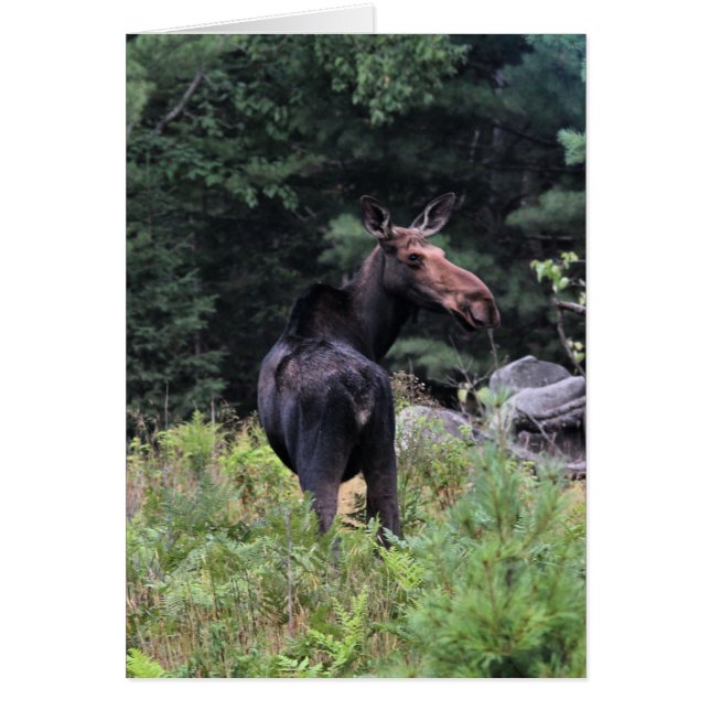 Kow Moose Hälsningskort (Framsidan)